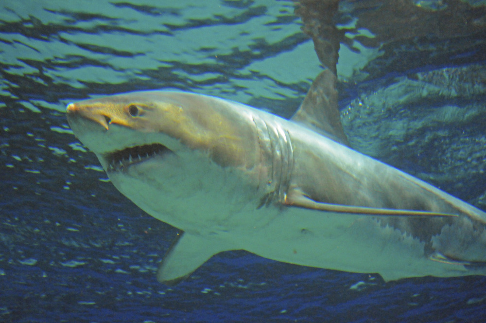 A great white shark swims Tuesday at the Okinawa Churaumi Aquarium in Motobu, Okinawa, southwestern Japan. The 11.5-foot shark died Friday, after barely three days in captivity in the Japanese aquarium.