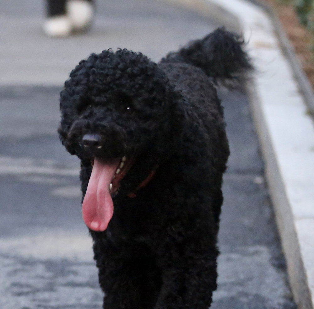 The Obama family owns two Portuguese water dogs. This one is called Sunny.