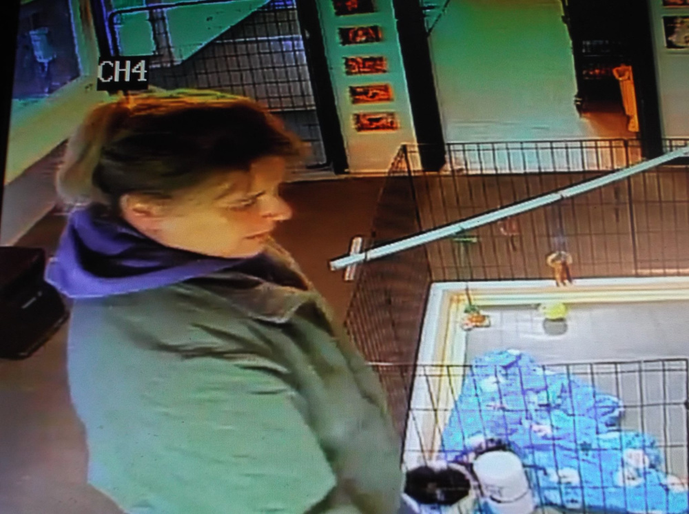 This security footage shows the woman believed to have stolen a puppy from Mainely Puppies in Oxford on Saturday.