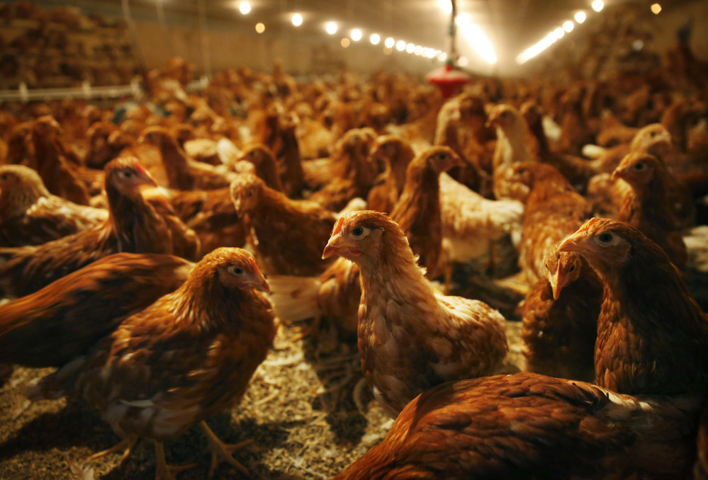 Isa Brown pullets roam within a cage-free barn at Phil’s Fresh Eggs in Forreston, Ill., one of the nation’s first commercial egg farms to produce cage-free eggs. Its owner says birds of a feather often flock together.