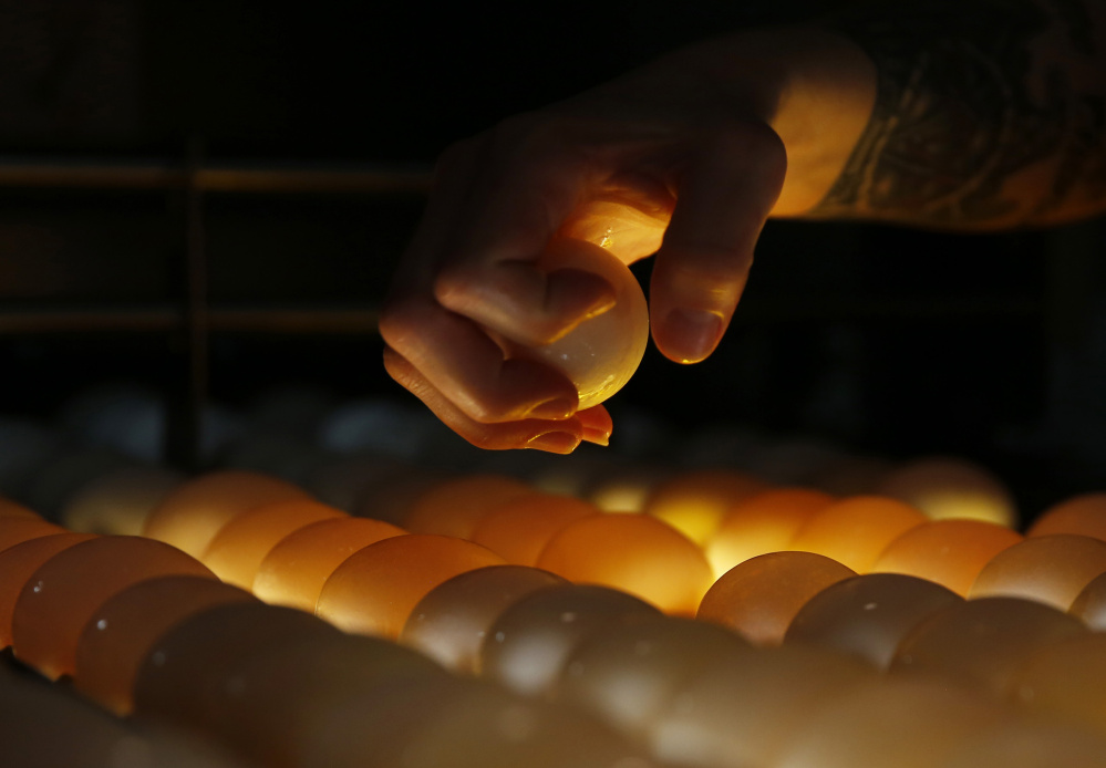 A washed egg is plucked from a conveyor during candling inspection at  Phil's Fresh Eggs in Forreston, Ill. Lighting from below illuminates the fresh eggs, allowing inspectors to detect any flaws.  Chris Walker/Chicago Tribune/TNS