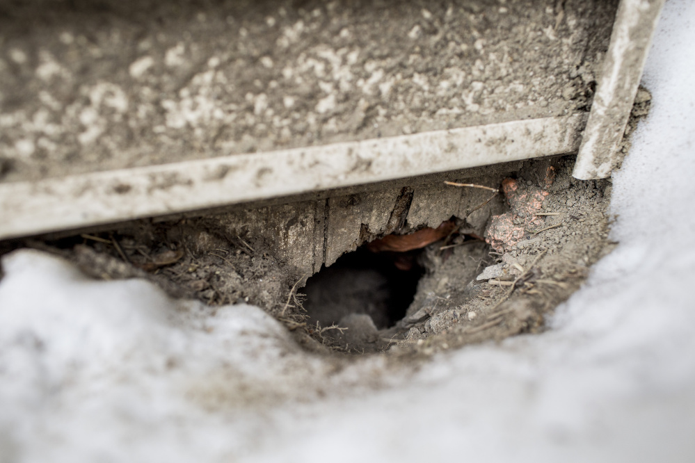 Signs of rodent activity, such as this hole in the foundation of an apartment building in Libbytown, litter the neighborhood. A state official says clearing out shrubbery didn’t increase the infestation.
