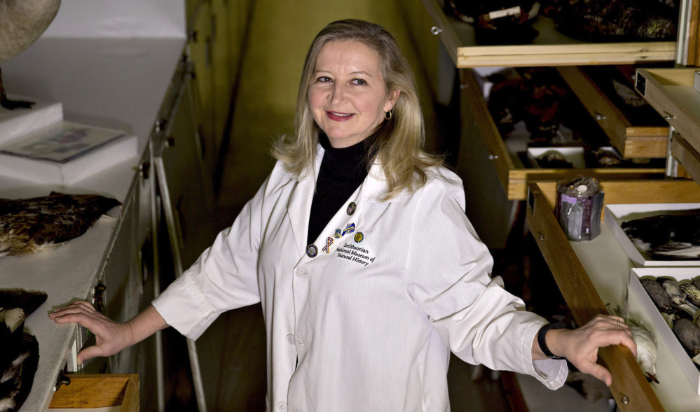 Carla Dove, a forensic ornithologist at the Smithsonian Institution’s National Museum of Natural History in Washington, receives feathers and bird remains recovered from planes and runways. In fiscal 2008, her lab received 787 samples from civilian aviation. Last year it got 3,412 samples as bird populations rebound.