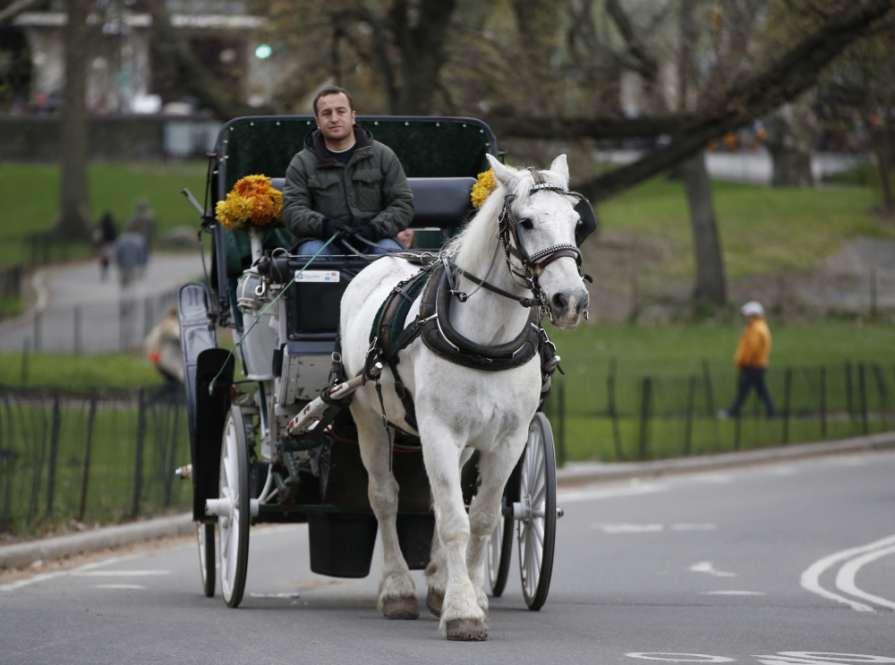 A horse-drawn carriage driver takes passengers for a ride around Central Park in New York. 
The Associated Press