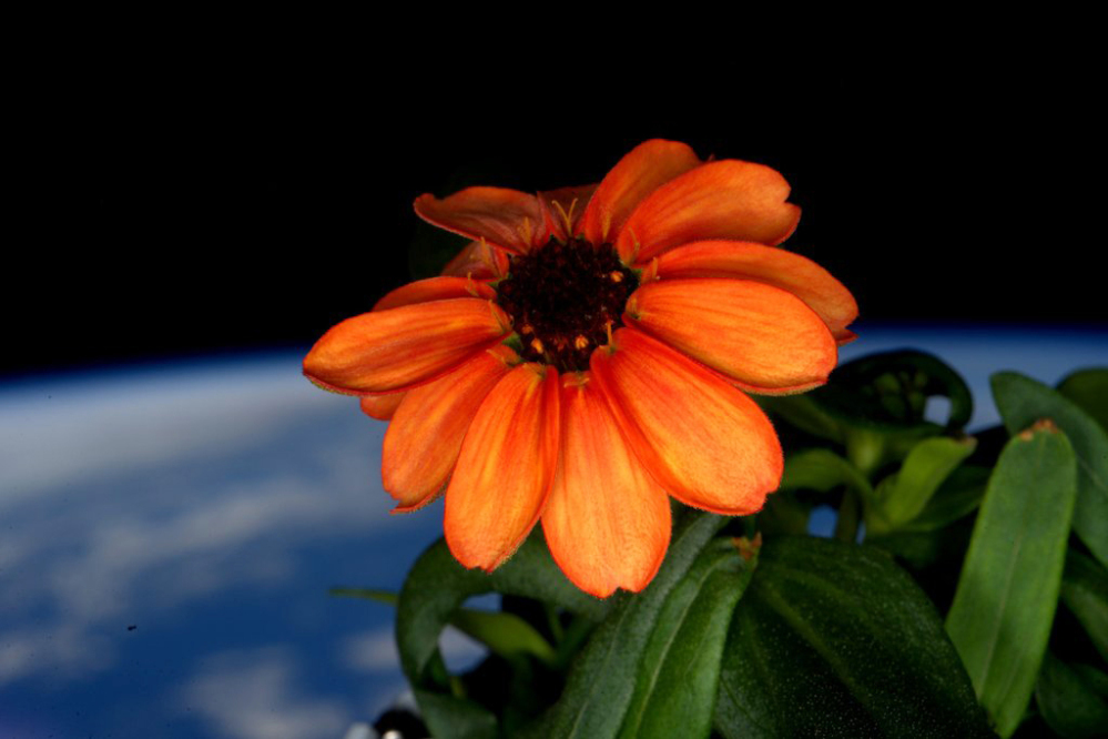 This image made available by NASA via Twitter by space station commander Scott Kelly, shows a zinnia flower out in the sun at the International Space Station.