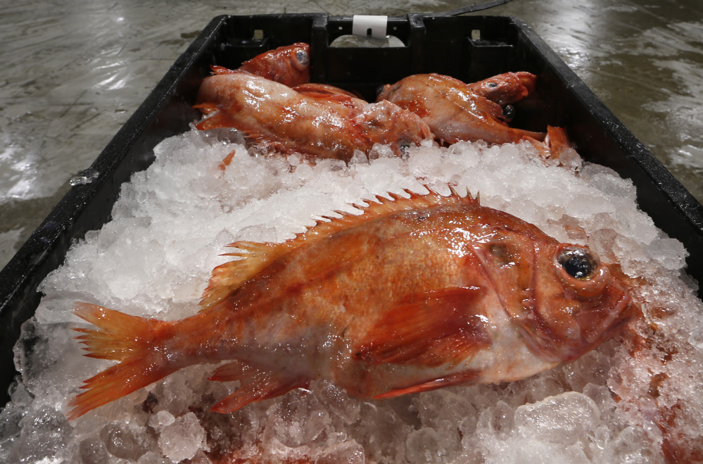 Redfish are displayed for sale at the Portland Fish Exchange. Landings of redfish, spiny dogfish and scup have risen sharply from a decade ago as cod stocks have declined.
