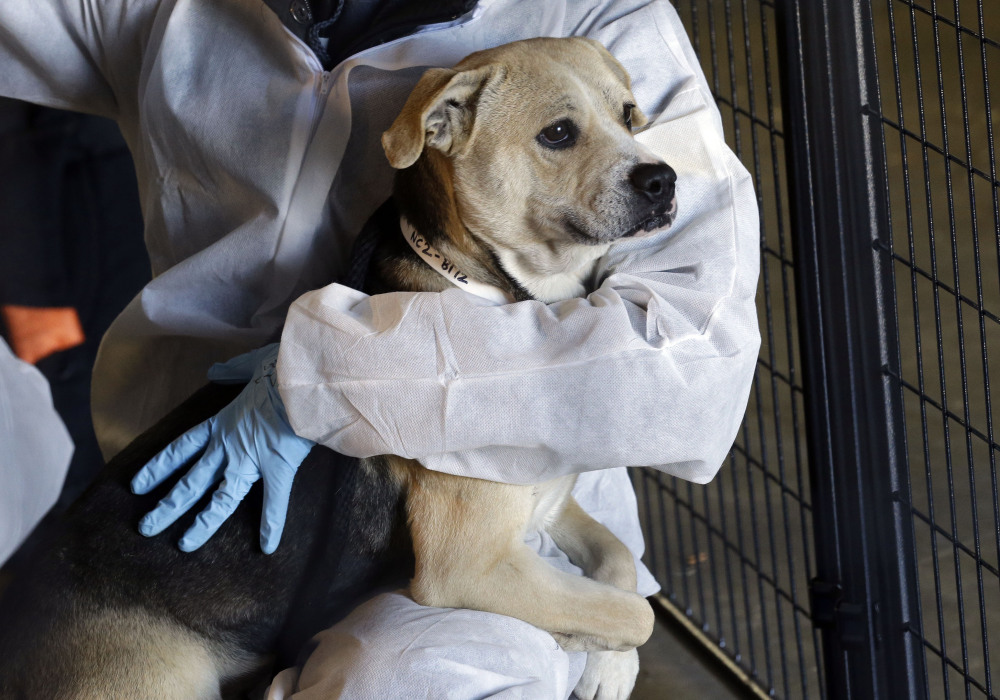 A worker with the American Society for the Prevention of Cruelty to Animals holds a rescued dog, one of hundreds being treated in a warehouse southwest of Raleigh, N.C. Friday, Jan. 29, 2016. The ASPCA rescued over 600 animals after they were found in conditions that the sheriff called “awful and very sad.” The ASPCA says it’s one of the largest rescues in its 150-year history. (AP Photo/Gerry Broome)
