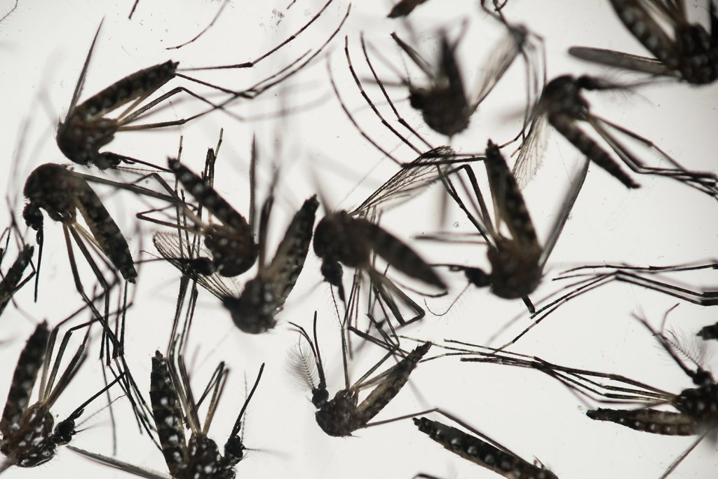Aedes aegypti mosquitoes sit in a petri dish at the Fiocruz institute in Brazil. The mosquito is a vector for the proliferation of the Zika virus, now spreading throughout Latin America.
The Associated Press