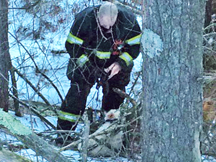 An Orange, Mass.,  firefighter approaches a dog entangled in the woods in this photo furnished by the Orange Police Department.