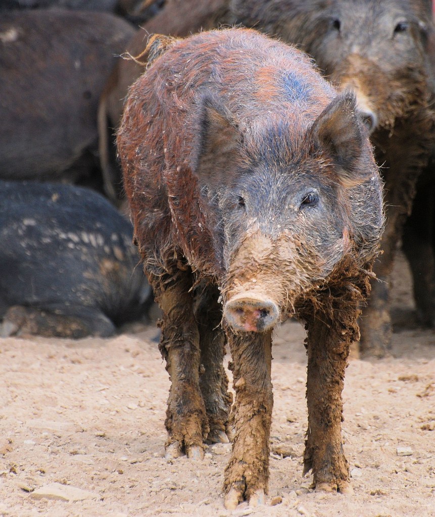 Wild boars aren’t native to North America, but Maine is one of only 11 U.S. states in which the species isn’t found in the wild.
Photo courtesy of USDA