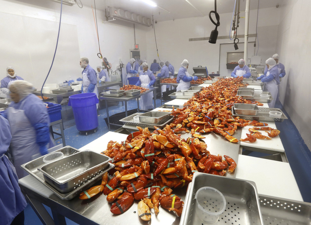 Workers process cooked Maine lobster at Cape Seafood, owned by Cape Elizabeth native Luke Holden. If lobster season begins early this year, processors will have to add staff quickly.