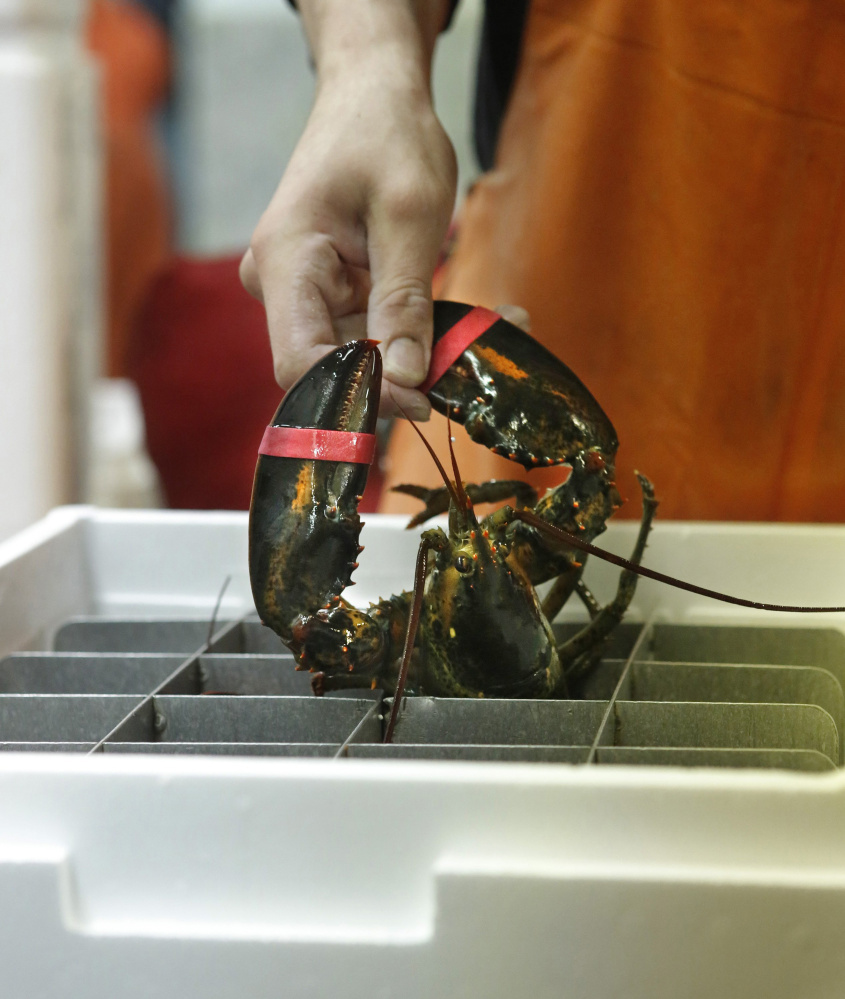 David Jackson of The Lobster Co. in Arundel packs a live lobster to be exported. More exports could help deal with any oversupply in Maine.