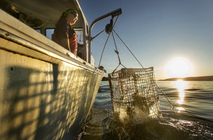 Genevieve McDonald raises a lobster trap off the coast of Stonington last year. Water temperatures in the Gulf of Maine this winter are at near-record highs, and some in the lobster industry worry that the trend could lead to a repeat of the difficult market conditions of 2012.