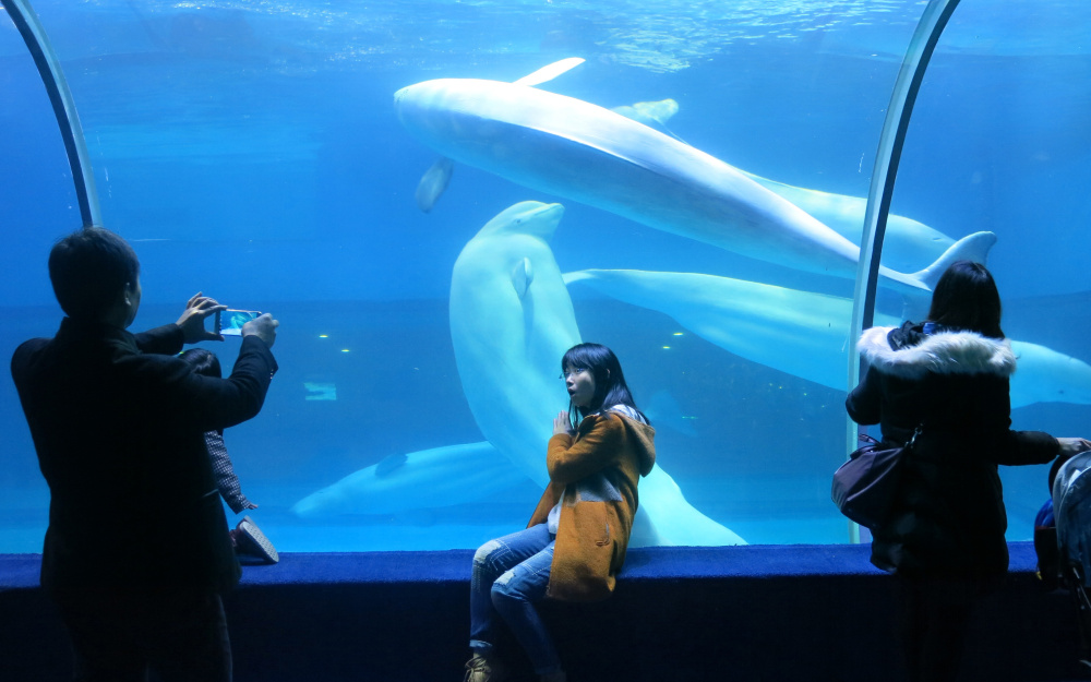 Intensely social animals, belugas can swim up to 100 miles a day in the wild, but in captivity at Grandview Mall Ocean World in Guangzhou, China, the mammals are detained in shallow, featureless tanks.