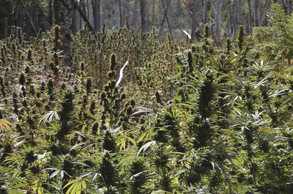 Nearly 3,000 marijuana plants were found on remote plots in Washington County in 2009, leading to charges against three men.