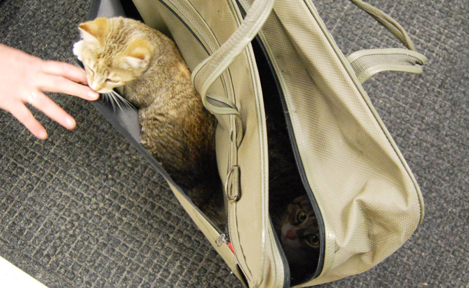 A kitten is lifted out of a suitcase side compartment while a cat believed to be its mother peers from inside at the Franklin County Animal Shelter on Monday. The suitcase with cats in it was left on the front porch of the shelter before it opened Monday.
