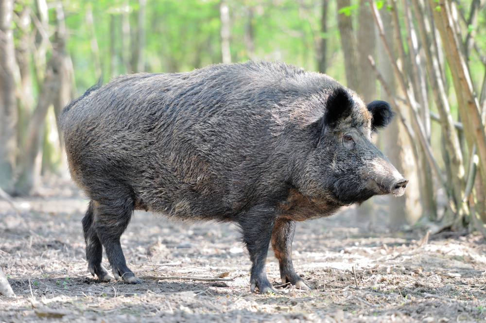 Wild boar, considered a nuisance animal, are plentiful in the South compared with the Northeast and are popular game for hunters from New England, said Steve Lightfoot, news manager for the Texas Parks and Wildlife Department.