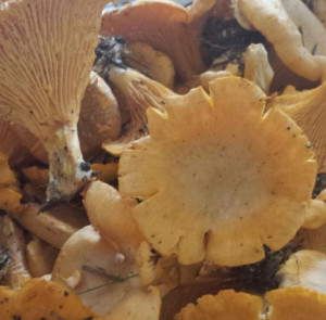 Local foraged mushrooms can add to a Maine wedding.