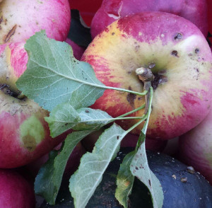 Local Wolf River apples can add to a Maine wedding.