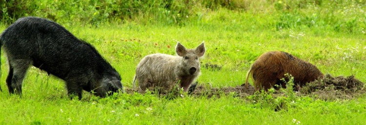 Wild boars don’t discriminate when it comes to choosing what to eat, and their voracious appetites make them a threat not only to wildlife and the environment, but also to humans.