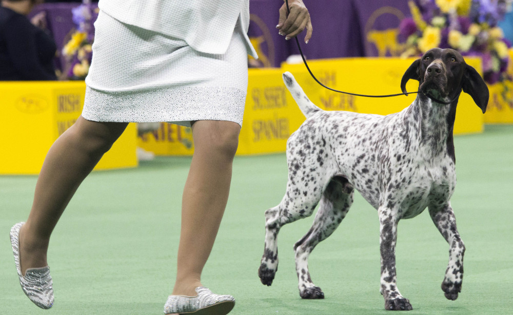 CJ, a German shorthaired pointer, struts around the ring during the sporting group competition at the Westminster Kennel Club dog show on Tuesday.