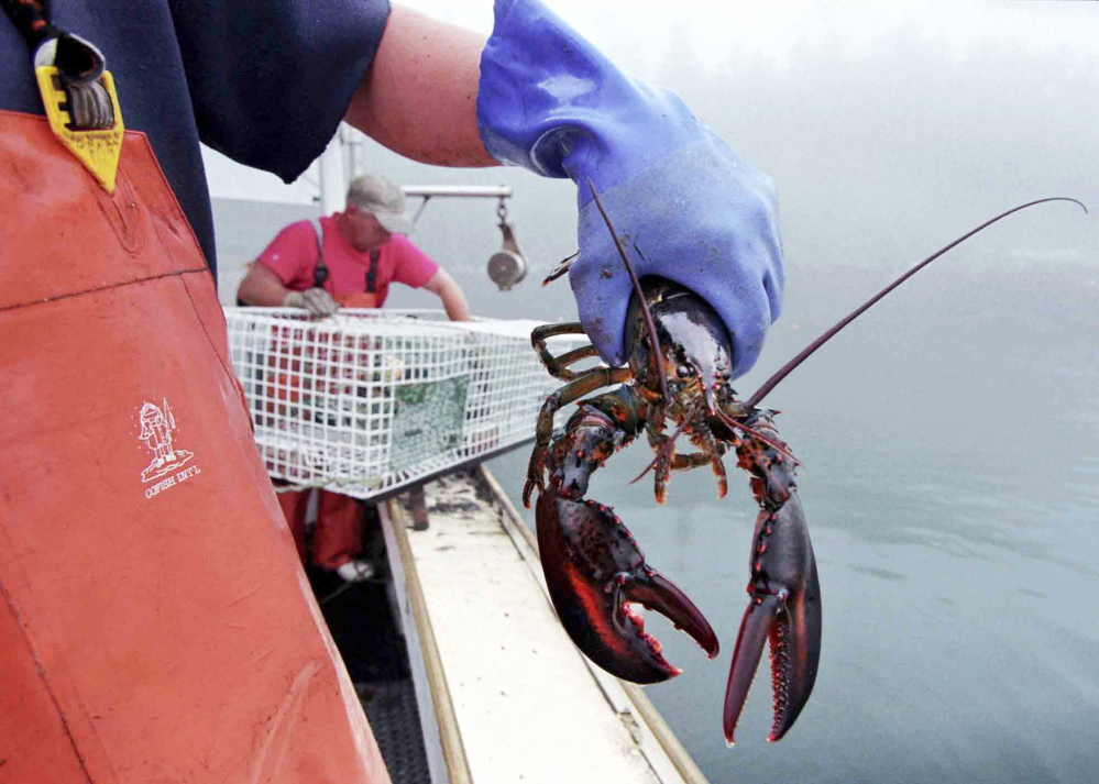 Warmer ocean waters raise the prospect that the shell disease that devastated southern New England’s lobster fishery now puts Maine’s lobster industry at risk, says a professor of marine science .