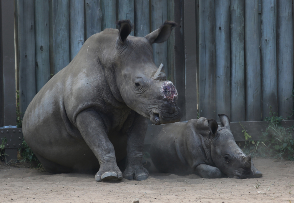 In this photo taken Monday, Feb. 15, 2016 a dehorned rhino and her baby in their corral at a rhino orphanage in the Hluhluwe-iMfolozi Game Reserve in the KwaZulu Natal province. Conservationists are operating anti-poaching drones in the park to help curb the slaughter of rhinos. (AP Photo/Denis Farrell)
