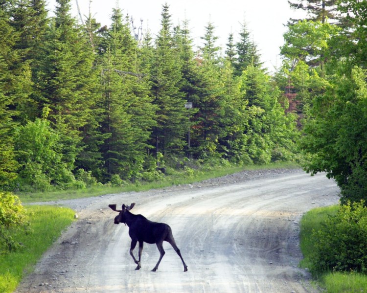 A bull moose crosses a logging road near Kokadjo, east of Moosehead Lake. A proposed cut in hunting permits would affect five wildlife management districts, four in northernmost Maine.