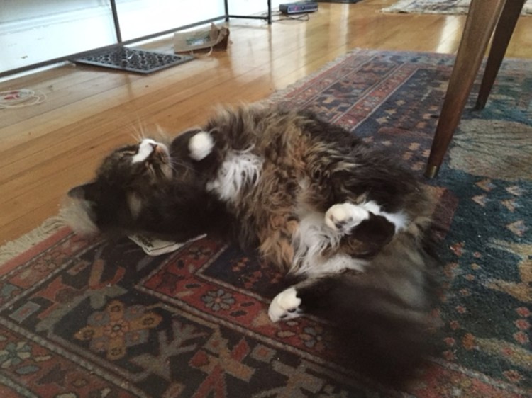 Trixie, who allows Source Editor Peggy Grodinsky to live with her, enjoys a roll on a “Kitty Can’t Cope” sack of catnip.