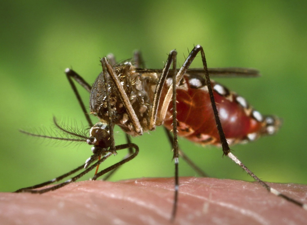 In addition to the Zika virus, the Aedes aegypti mosquito carries dengue fever and yellow fever.