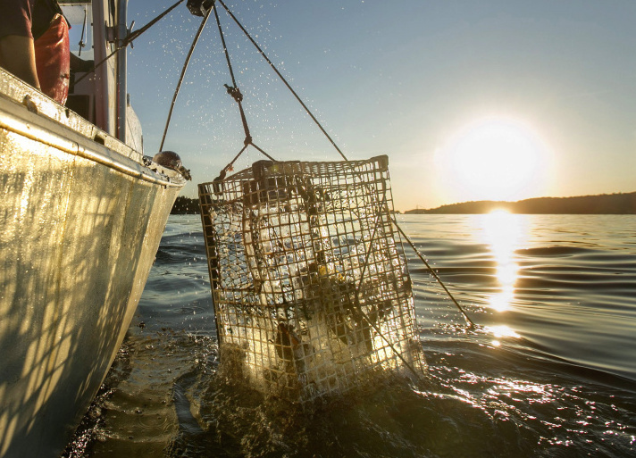 Without more specific data, regulatory agencies and their scientists say they might undercount the lobster stock, possibly triggering management actions that aren't necessary.