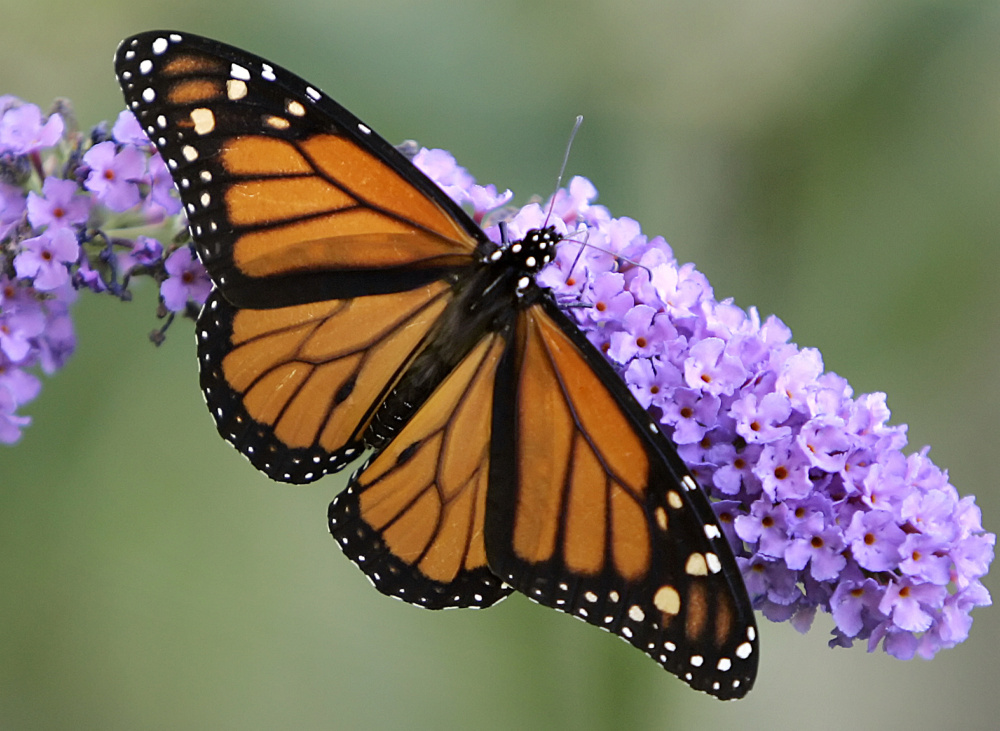 Thanks to conservation efforts by the U.S., Mexico and Canada, the magestic monarch butterfly may be rebounding after years of serious declines.