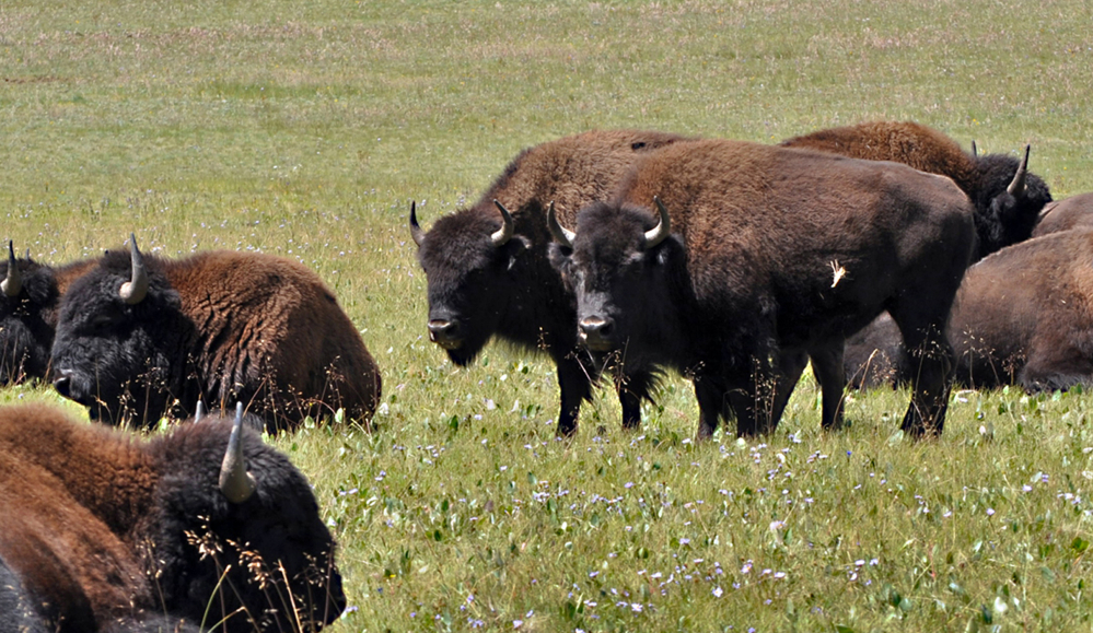 Bison roam in the national forest adjacent to the Grand Canyon in Arizona. Grand Canyon officials are proposing to use sharpshooters, capture and other tools to reduce the number of bison in the national park.