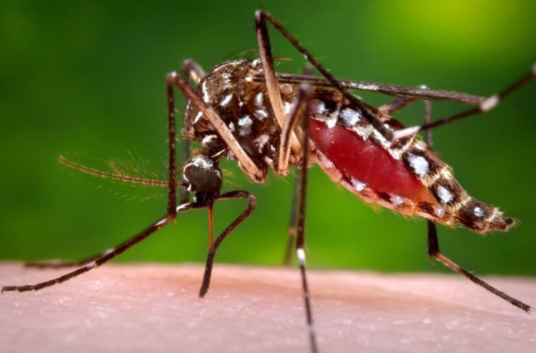 A female Aedes aegypti mosquito acquires blood from a human host.