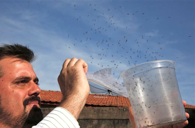 Guilherme Trivellato, from the British biotec company Oxitec, releases genetically modified Aedes aegypti mosquitoes in Piracicaba, Brazil. Oxitec raises male mosquitoes that have been modified to produce offspring that do not live. These males are released into the target area, where they compete with wild males to mate with the wild females. The Associated Press