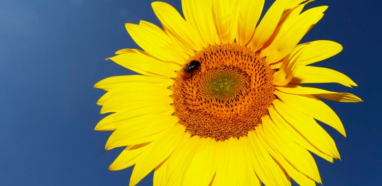 A bumblebee sits on a sunflower in a field in Munich, Germany. Wild pollinators do best in grasslands, which are usually more than just grass, and 97 percent of Europe's grasslands have disappeared since World War II. The Associated Press