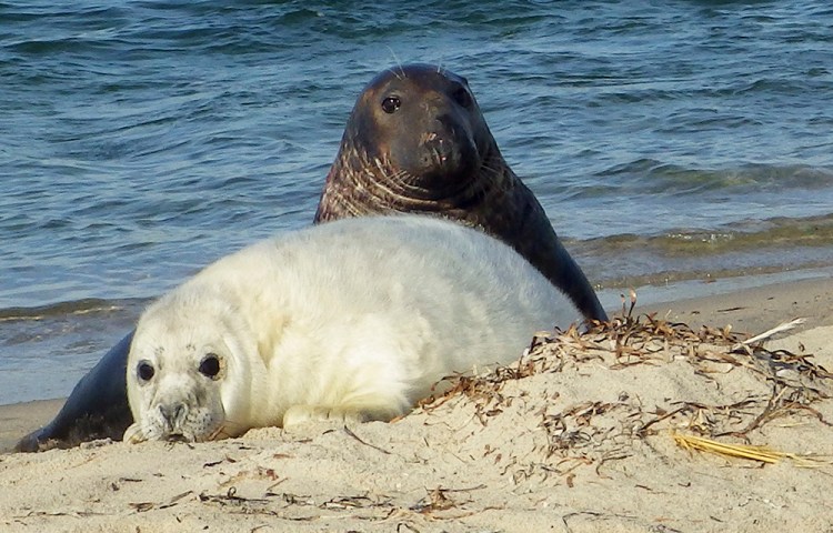 A gray seal mother and pup lie on the beach of Muskeget Island at Nantucket, Mass. Photo by Kimberly Murray/National Oceanic and Atmospheric Administration via AP