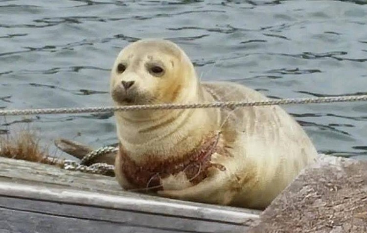 This injured, 1-year-old harbor seal showed up on a private dock in Southport's Christmas Cove. It has since been transferred to Connecticut for treatment. Photo courtesy Marine Mammals of Maine