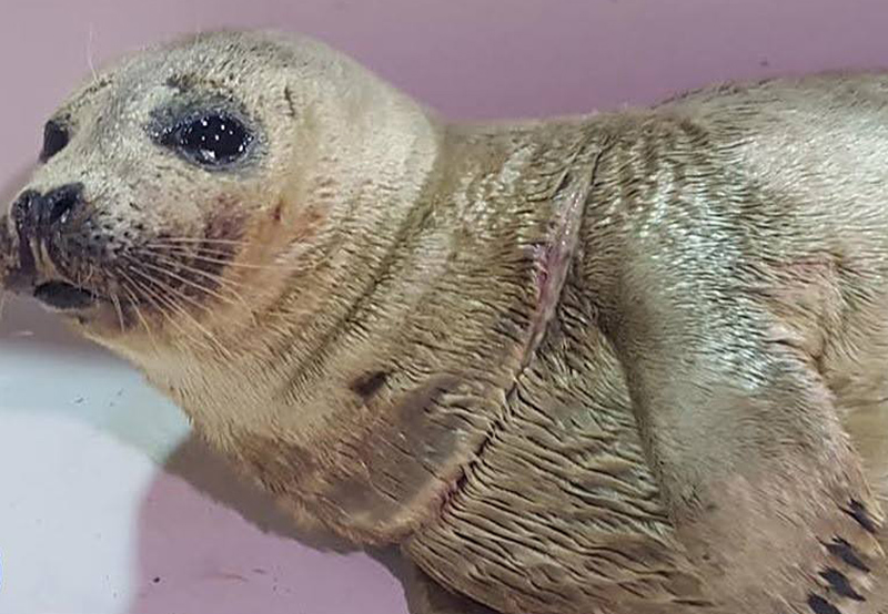 Walk said Marine Mammals of Maine doesn't name animals in critical condition, but if the seal fully recovers, he will be given a name in Connecticut before he's released, says Dominique Walk. Photo courtesy Marine Mammals of Maine