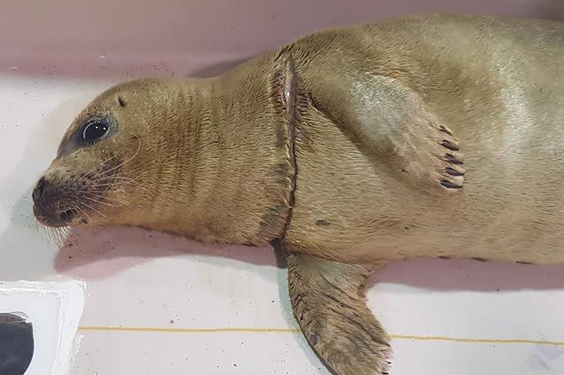 Monofilament fishing line cut a long gash in the seal's neck. Photo courtesy Marine Mammals of Maine