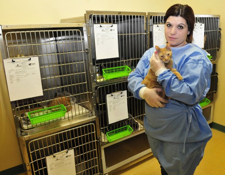 Humane Society Waterville Area Intake Manager Stacey Recanti Thursday holds one of 41 cats, some suffering health issues and upper respiratory illness, that were brought in Wednesday from a “hoarding situation” and are being held in isolation at the Waterville shelter. David Leaming/Staff Photographer