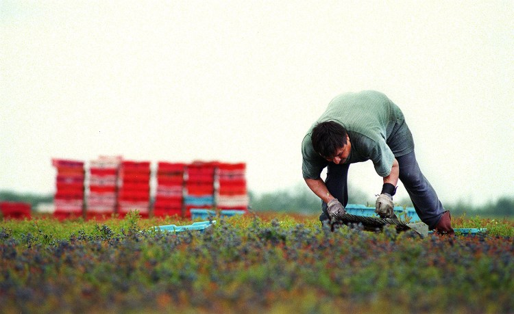 A blueberry worker passes his rake through the low bushes, gathering the fruit that is the agricultural staple of Washington County. The president of Wyman's of Maine says the bottom line is that expanding into Canada was a smart business decision for the family-owned company. 