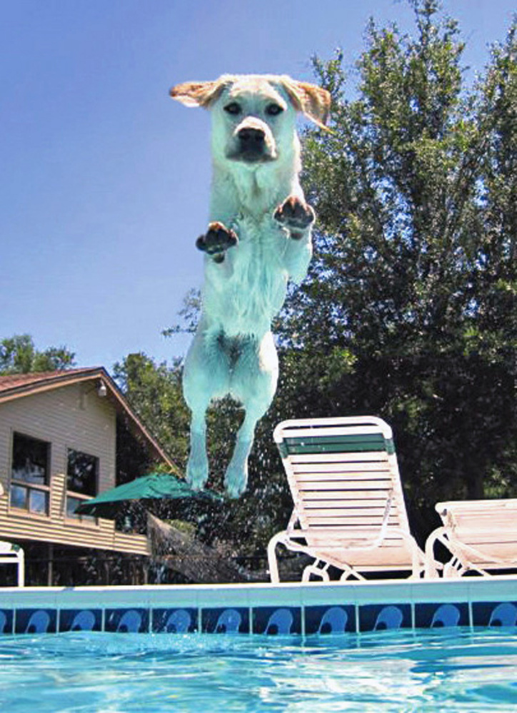 Judi Dunn's Labrador retriever Shayna jumps into the family pool at their home in Holiday, Fla. Leaping dogs often come up injured, insurers say.      The Associated Press