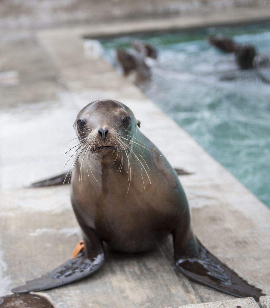 Ana Venegas/Orange County Register/TNS
Scientists have linked the inability of mother sea lions to find a good supply of sardines and anchovies to the surge in starving sea  lion pups along Southern California. The fish are a source of high-fat, high-calories food