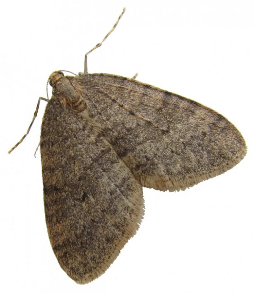 While winter moths are visible in early winter  their damage is done in the spring, when the eggs they lay on tree trunks hatch.  