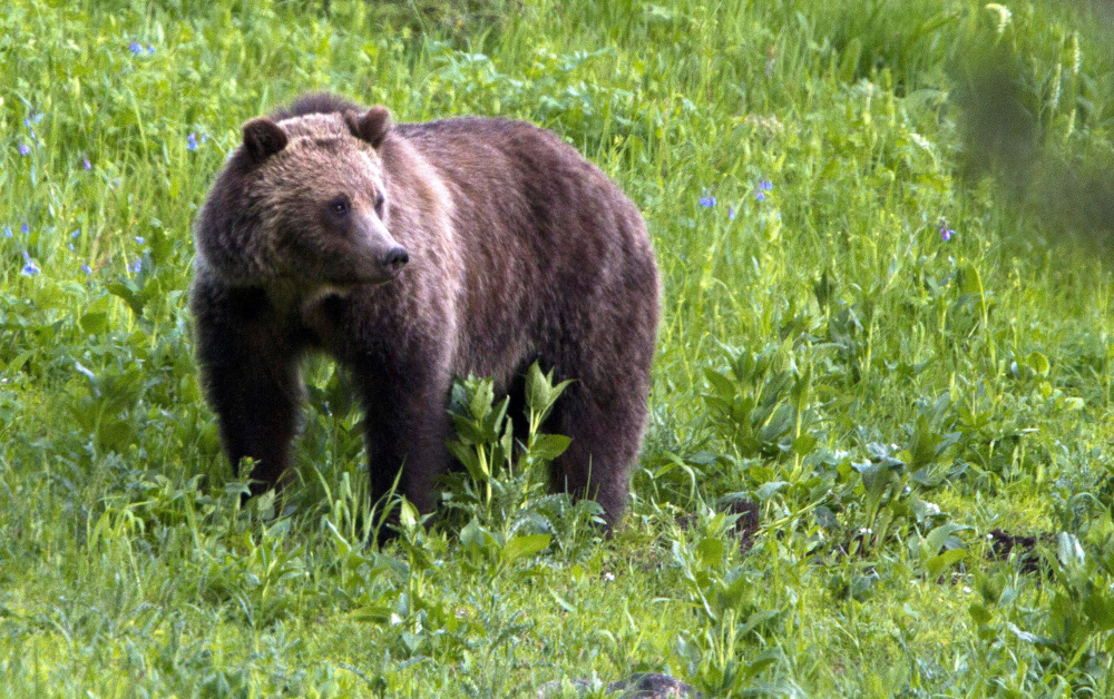 Increased conflicts between grizzlies and humans results in pressure to turn over management of the bears to states, so hunting can be used to control the population.