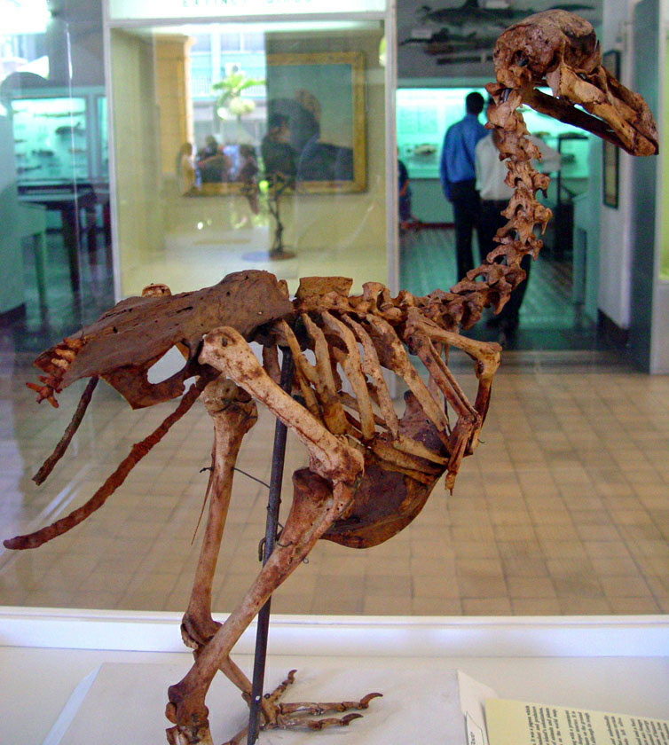A dodo skeleton is exhibited at the Mauritius Institute Museum. The extinct bird is technically a type of pigeon.