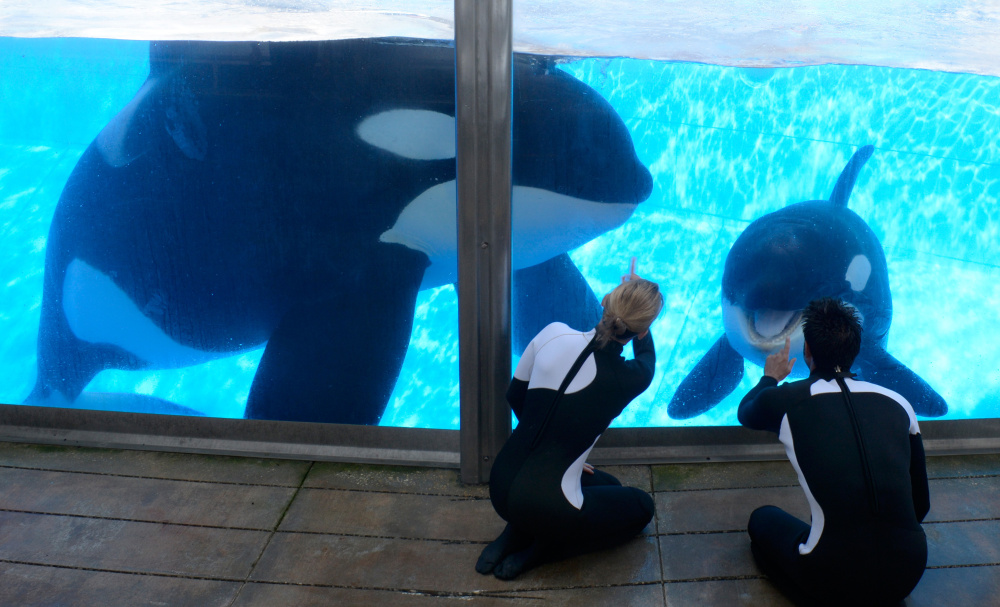 Kelly Flaherty Clark, director of animal training at SeaWorld Orlando, and trainer Joe Sanchez, right, work with killer whales Tilikum, left, and Trua on Monday. Tilikum has a progressive disease that may lead to death, the veterinarian says.