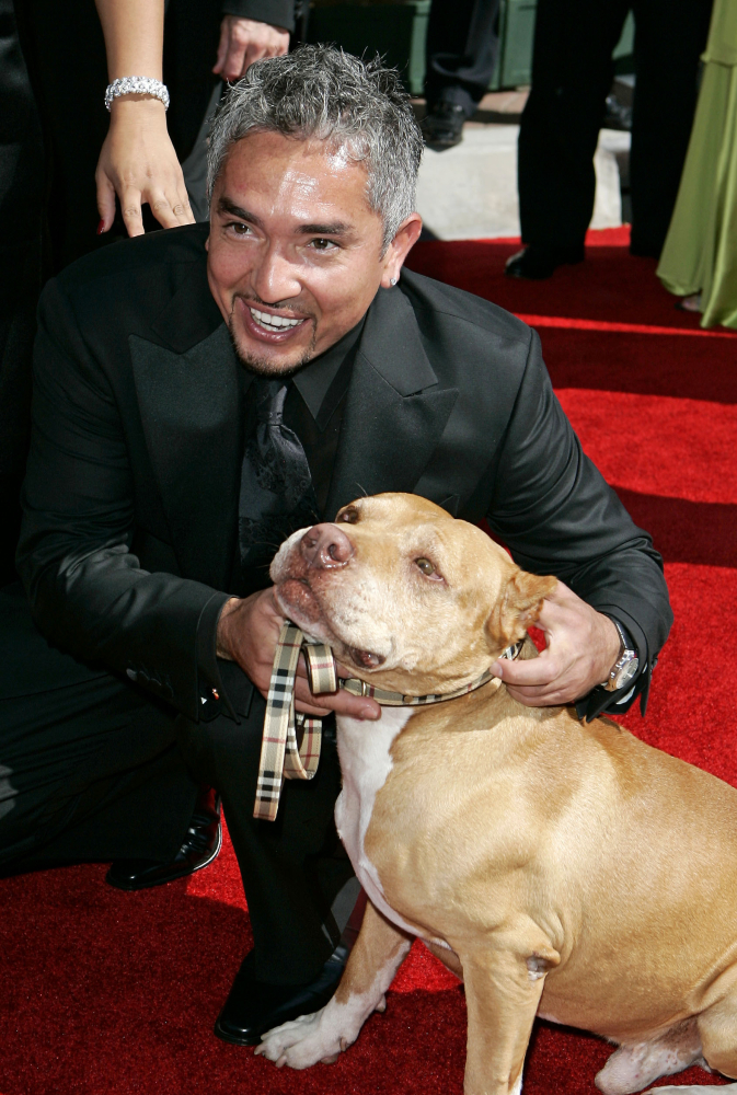 So-called ‘Dog Whisperer’ Cesar Milan says he’ll cooperate with any authorities that may suspect a pig was mistreated on his show.