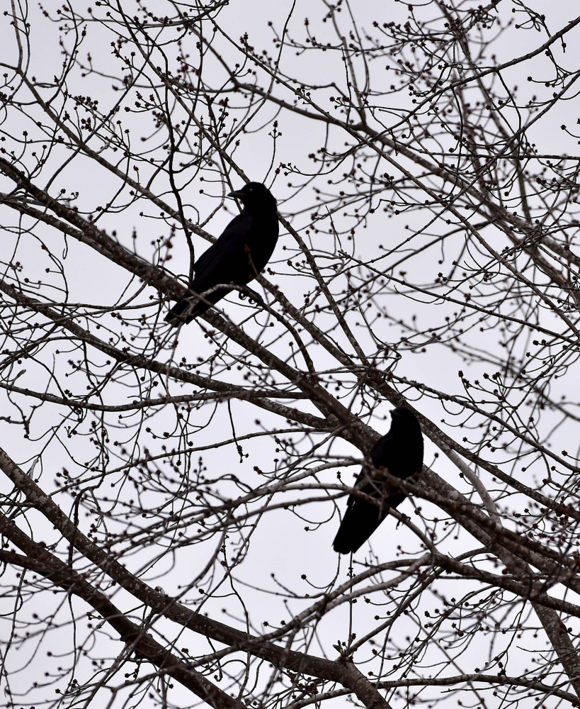 The two crows perching off  Eustis Parkway Road may not have privacy for long.